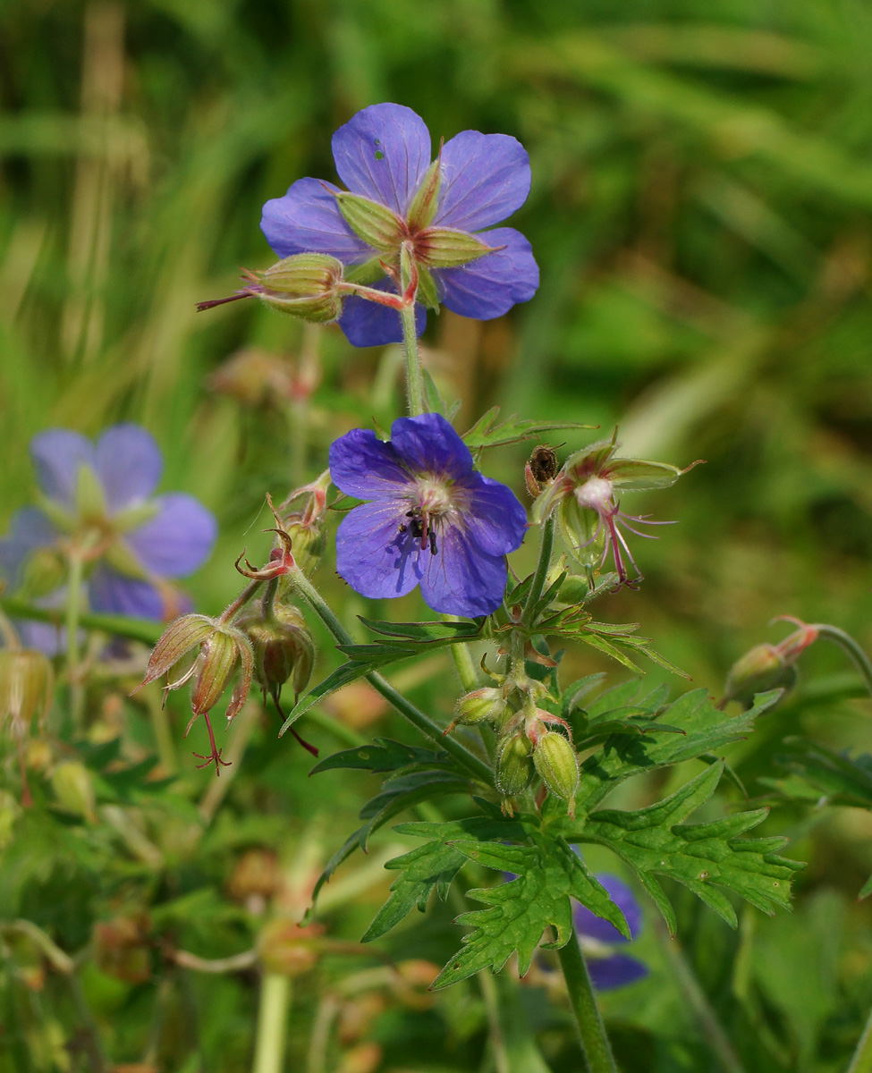 Изображение особи Geranium pratense.