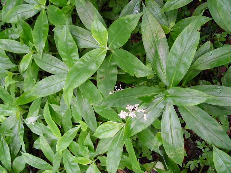Image of Murdannia japonica specimen.