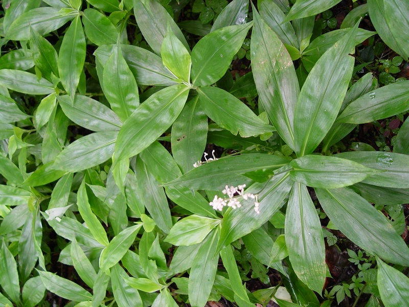 Изображение особи Murdannia japonica.