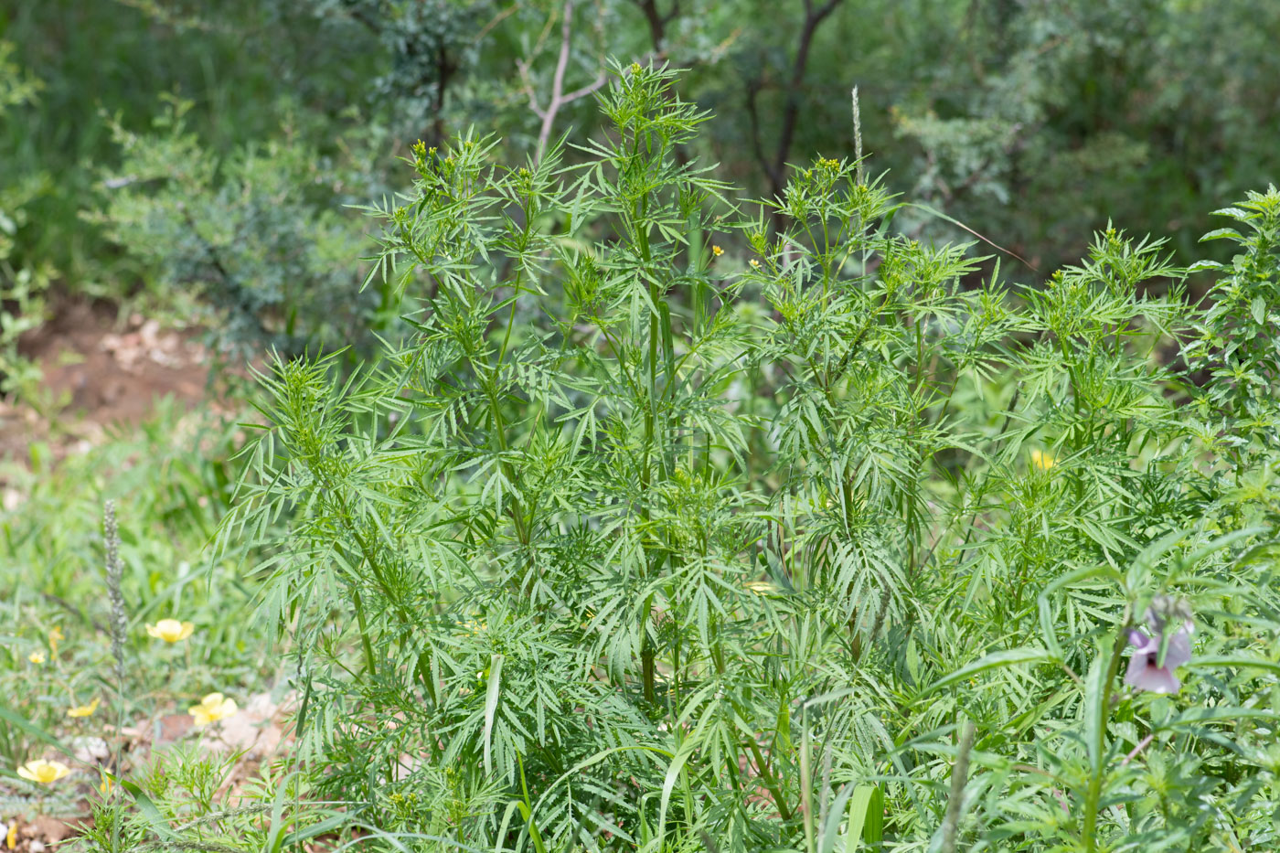 Image of Tagetes minuta specimen.