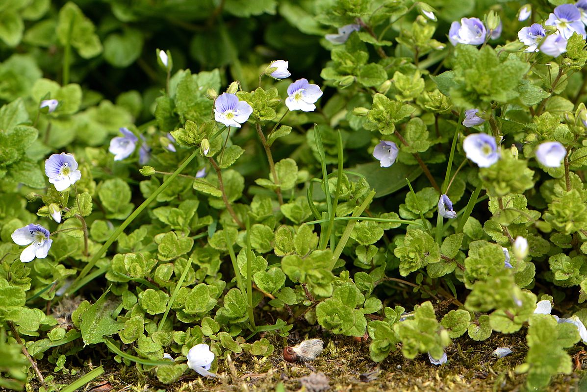 Image of Veronica filiformis specimen.