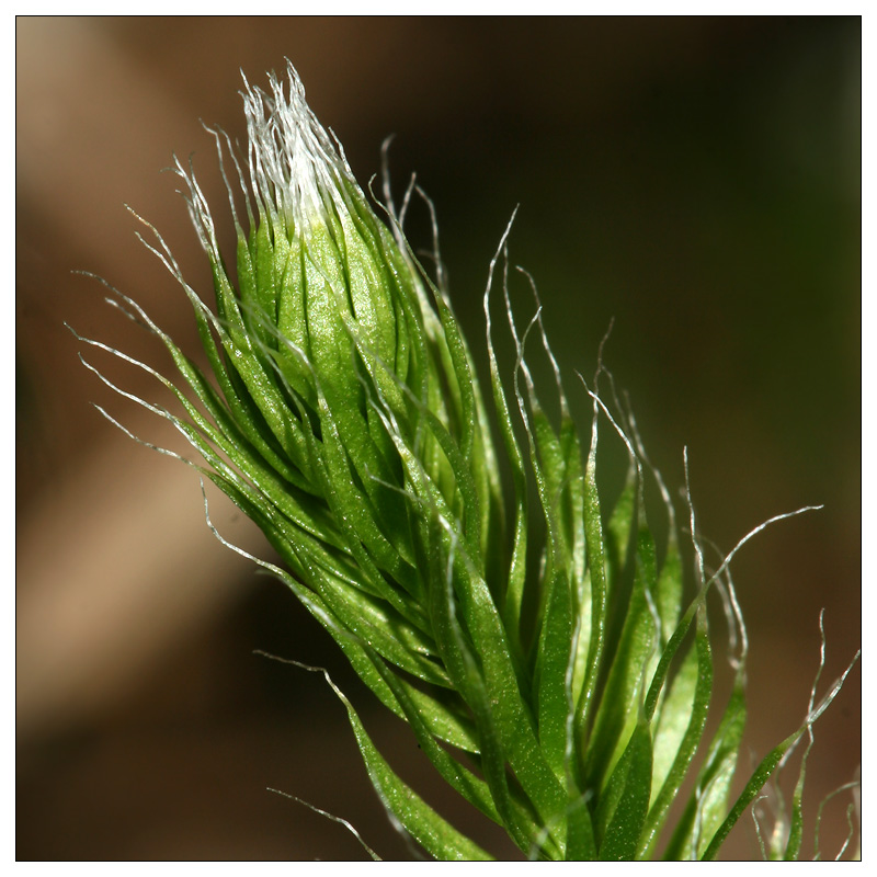 Image of Lycopodium clavatum specimen.