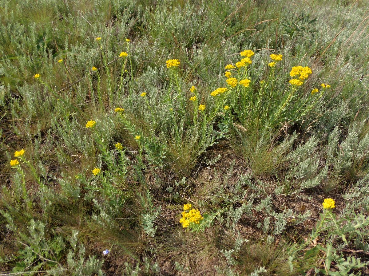 Image of Haplophyllum suaveolens specimen.