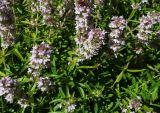 Thymus marschallianus