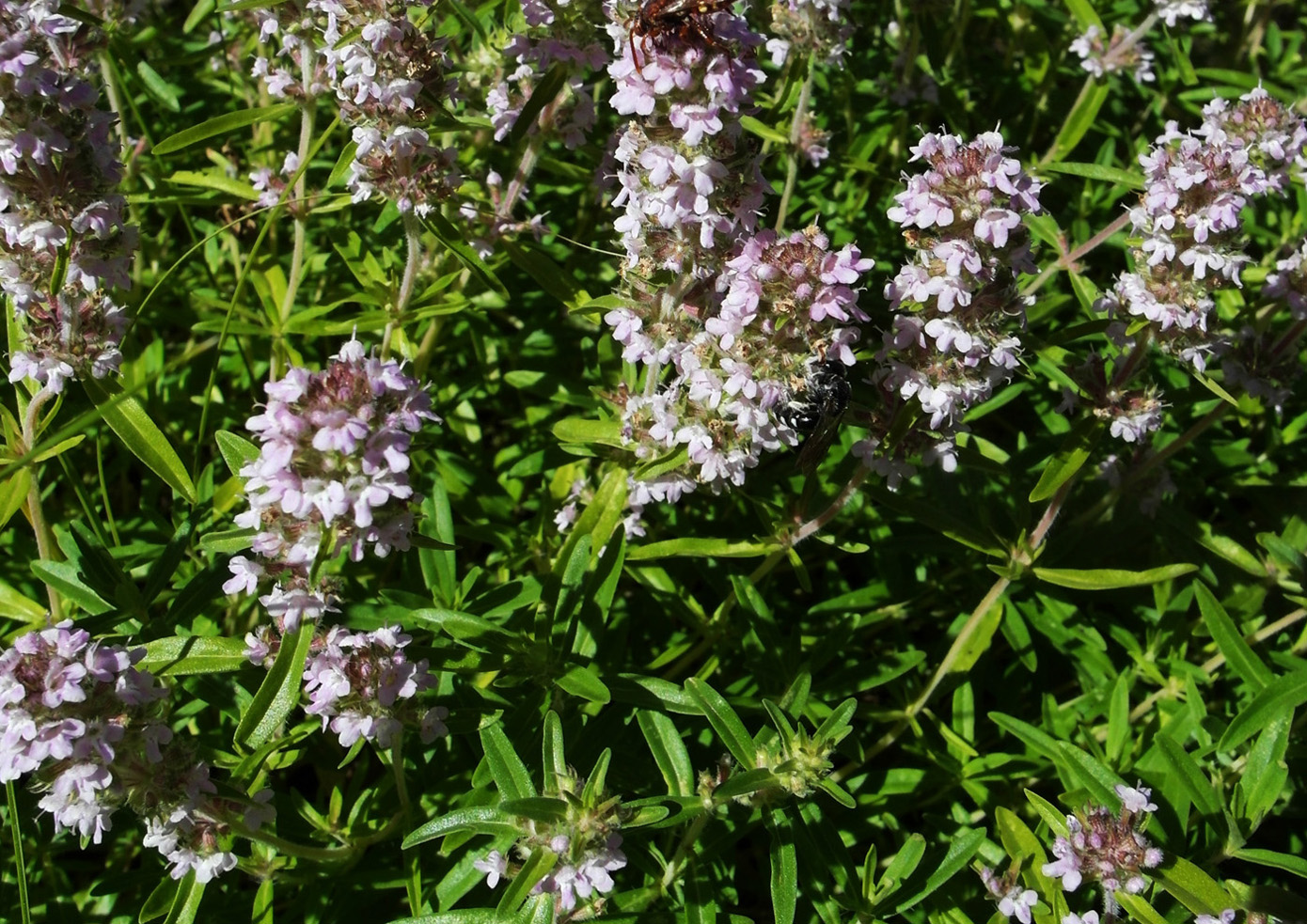 Image of Thymus marschallianus specimen.
