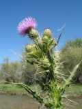 Cirsium glaberrimum. Верхушка цветущего растения. Казахстан, вост. окраина г. Тараз, пойма р. Талас, берег острова. 18 июня 2020 г.