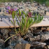 Thymus elenevskyi