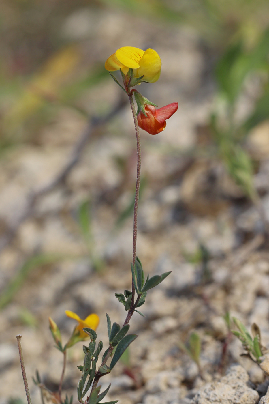 Image of Lotus tenuis specimen.