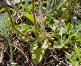 Campanula longistyla. Основания побегов. Краснодарский край, Апшеронский р-н, гора Черногор, платообразная вершина, ≈ 1750 м н.у.м., карст. 27.06.2020.