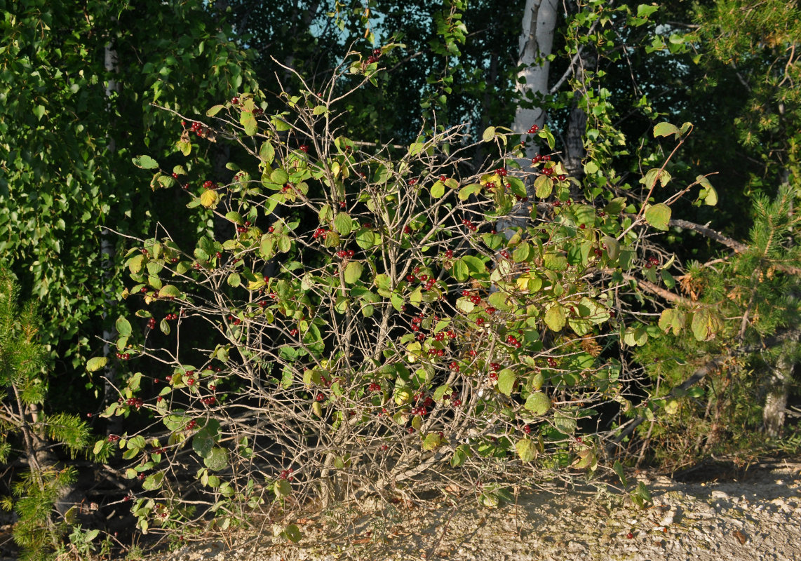 Изображение особи Lonicera xylosteum.