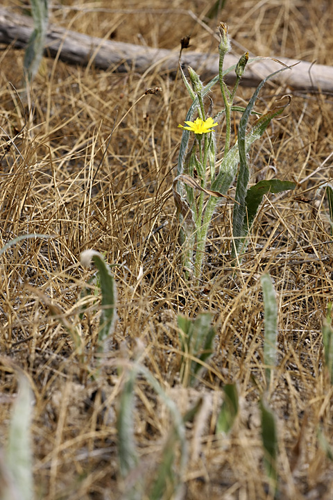 Image of Scorzonera circumflexa specimen.