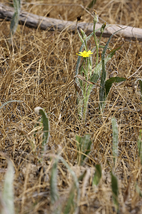 Изображение особи Scorzonera circumflexa.