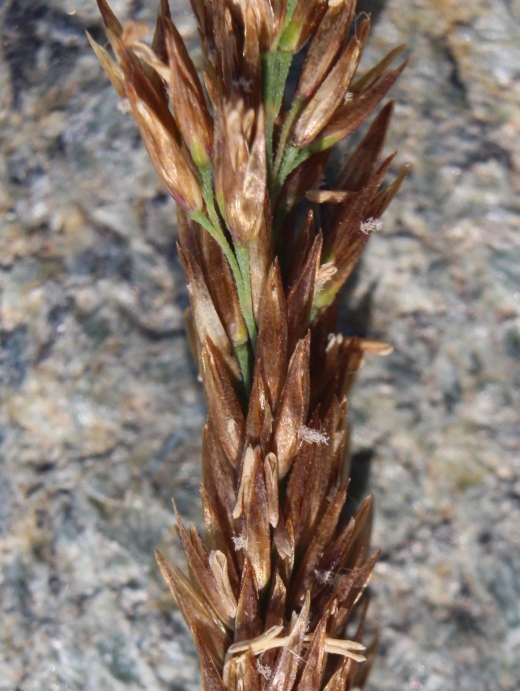 Image of Calamagrostis holmii specimen.