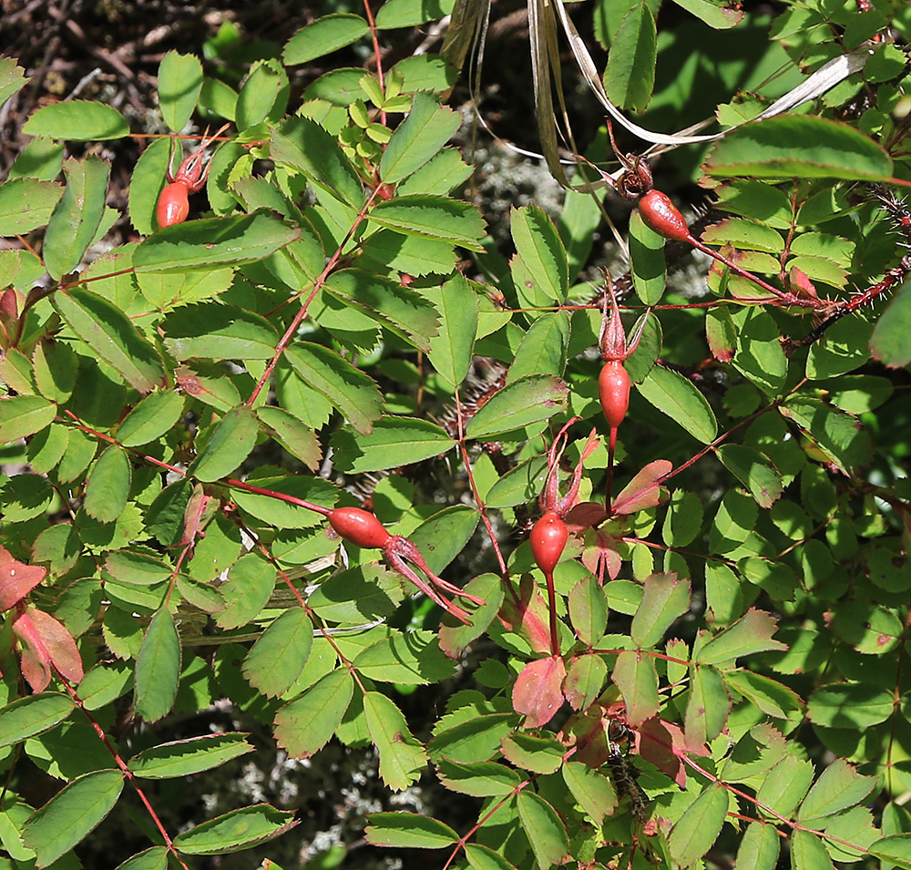 Image of Rosa koreana specimen.