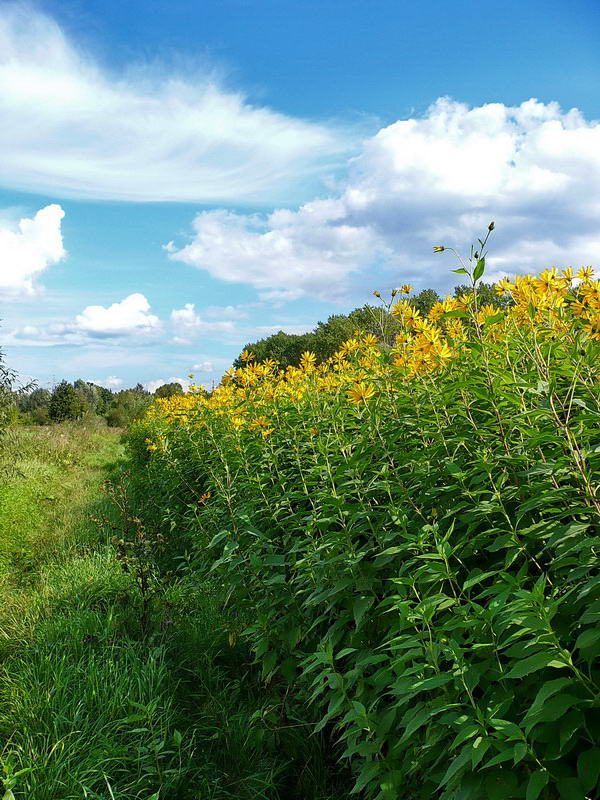 Изображение особи Helianthus tuberosus.