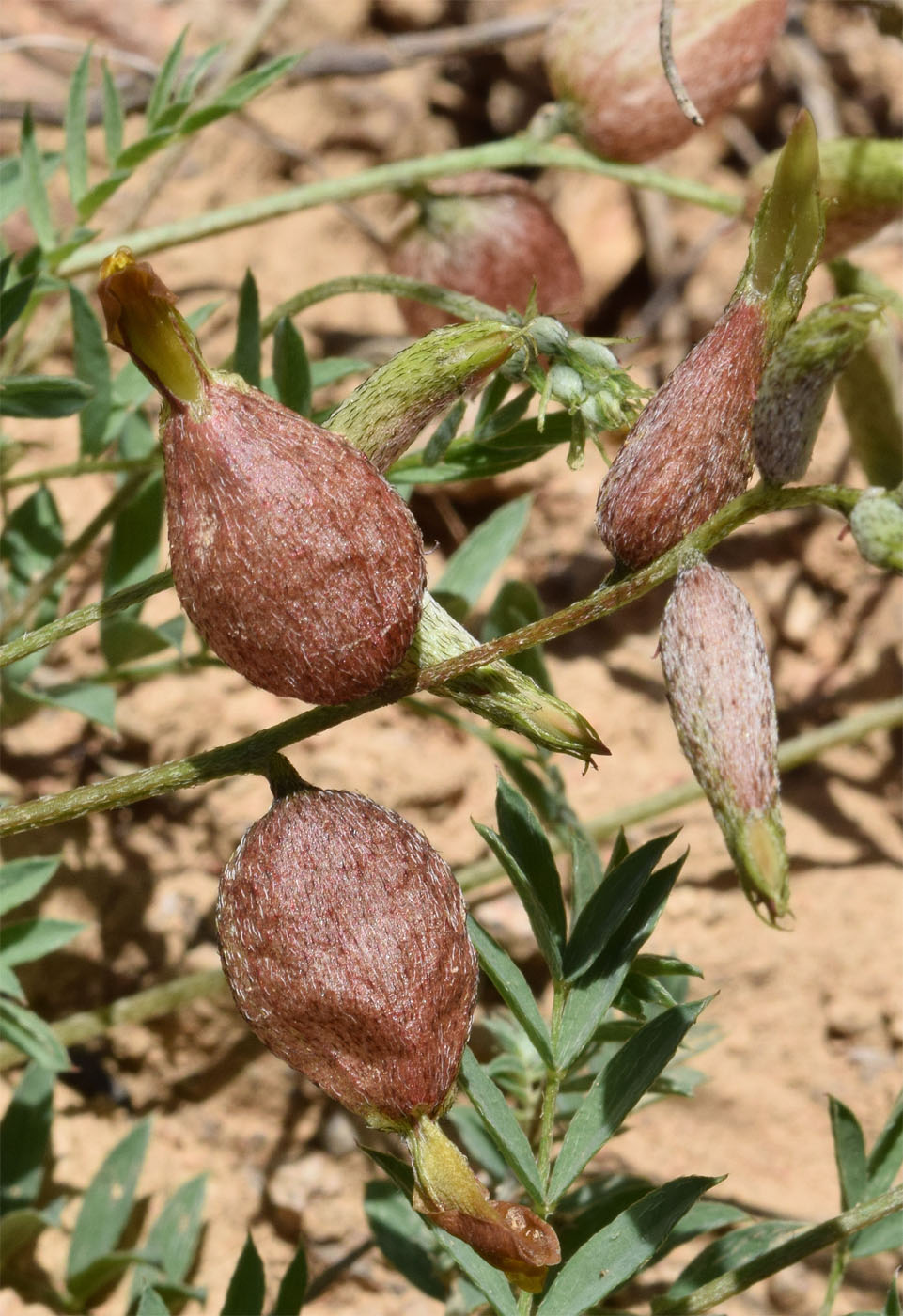 Image of Astragalus xanthomeloides specimen.