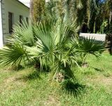 Sabal minor