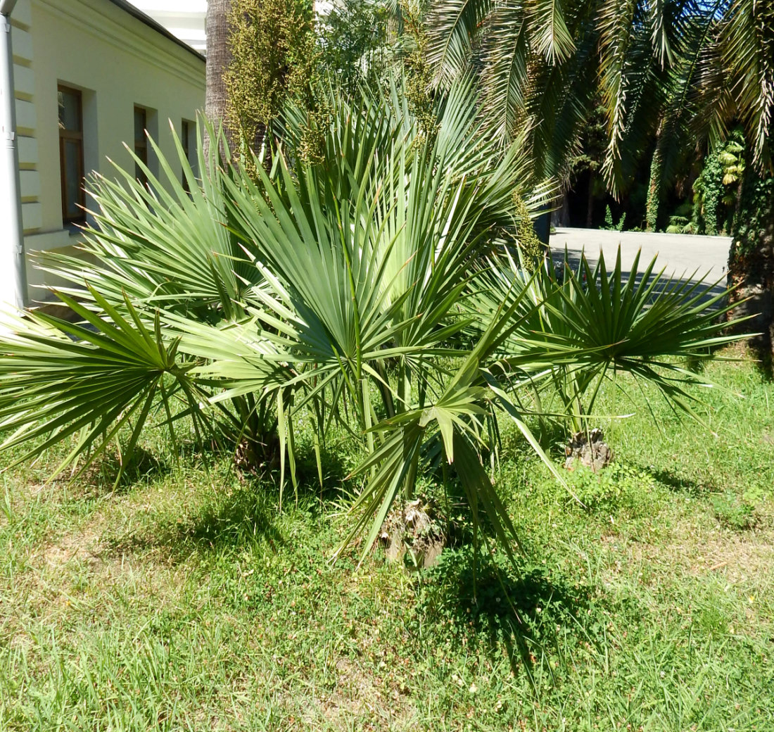 Image of Sabal minor specimen.