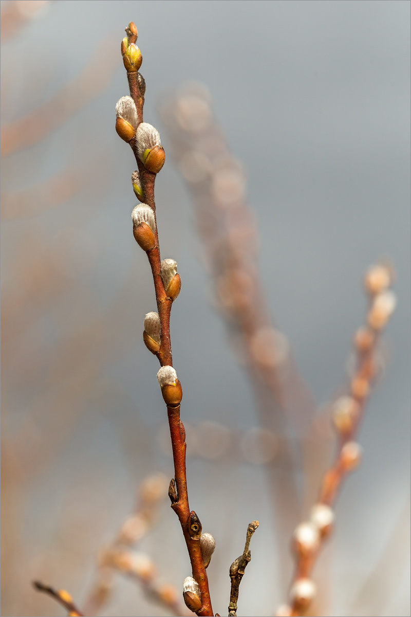 Image of Salix rosmarinifolia specimen.