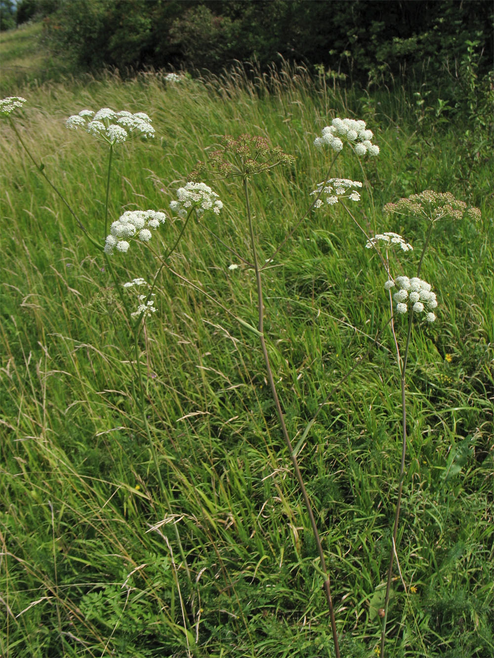 Image of Cervaria rivinii specimen.