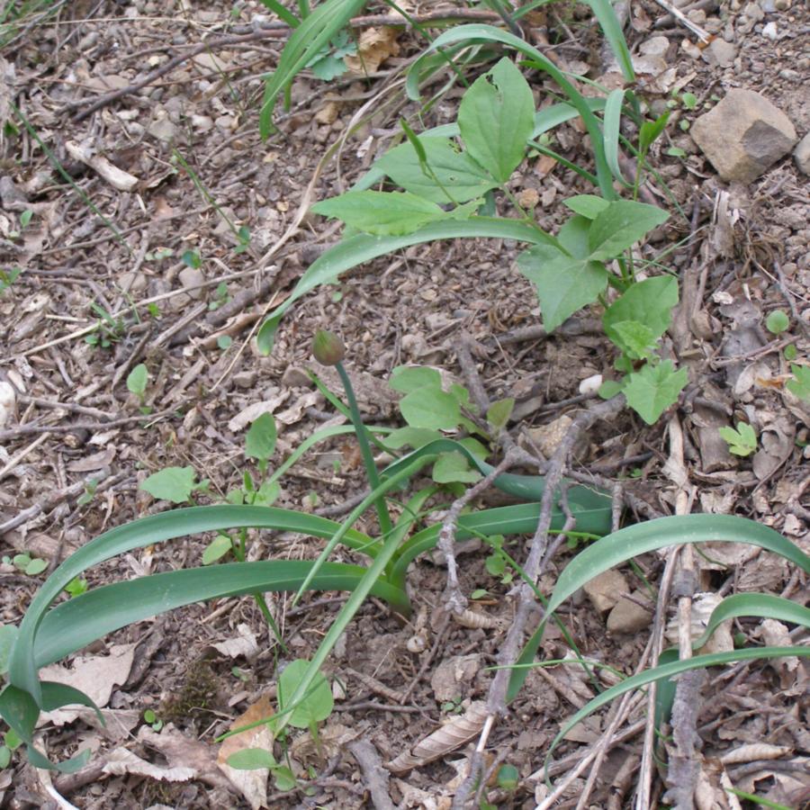 Image of Allium quercetorum specimen.