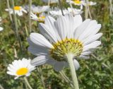 Anthemis melanoloma