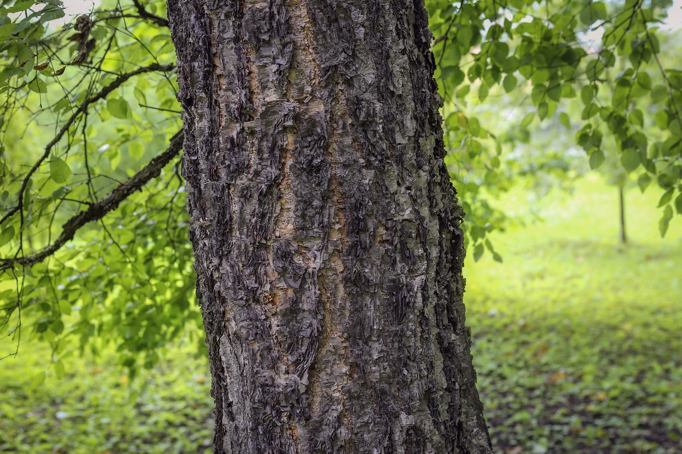 Изображение особи род Betula.