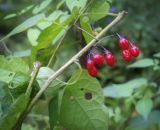 Solanum dulcamara