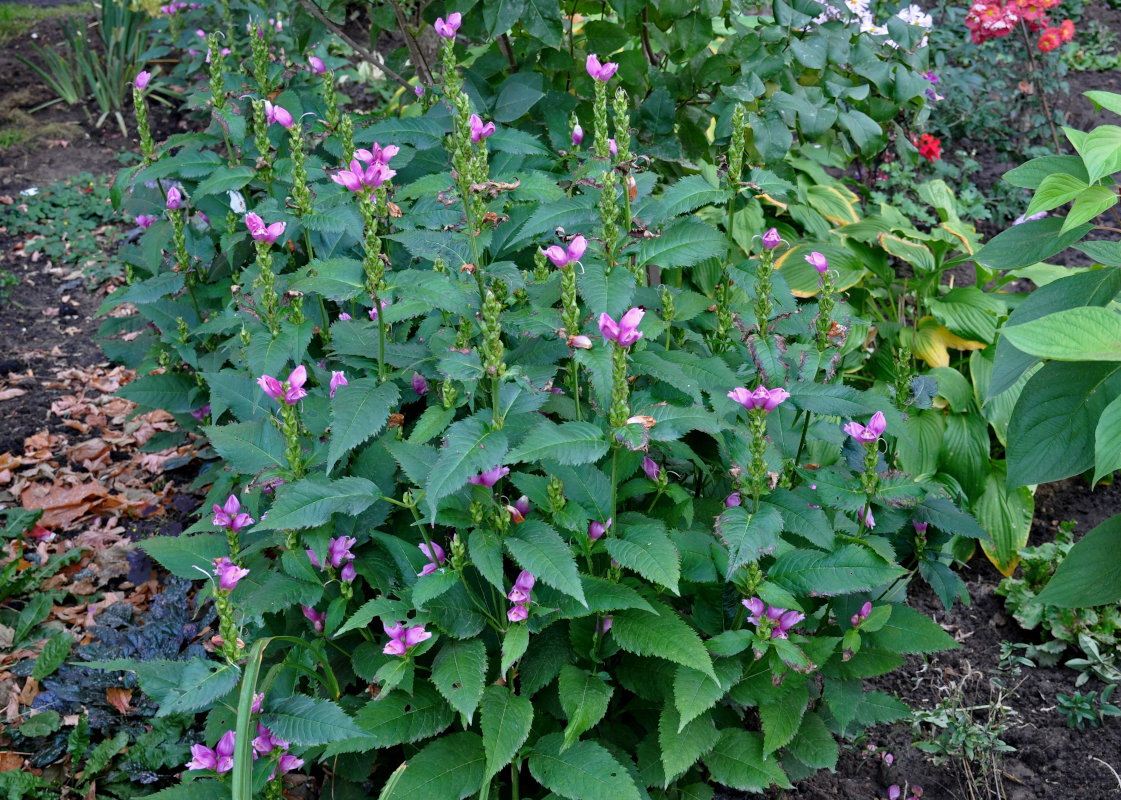 Image of Chelone obliqua specimen.