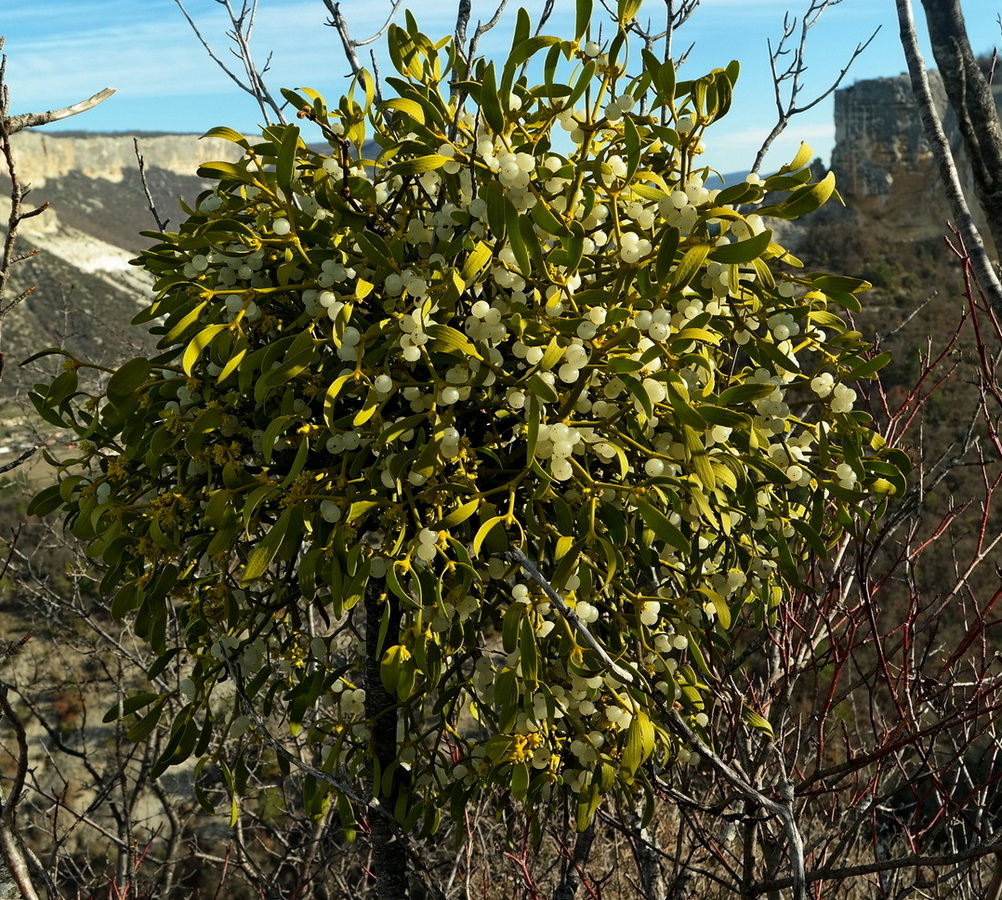 Image of Viscum album specimen.