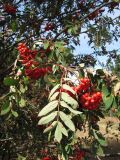Sorbus aucuparia. Ветви с соплодиями. Крым, Ай-Петринская яйла. 25 сентября 2010 г.