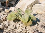 Scabiosa bipinnata. Прикорневая розетка листьев. Краснодарский край, Абинский р-н, окр. станицы Шапсугская, мергелевый карьер, на отвале породы. 15.10.2014.