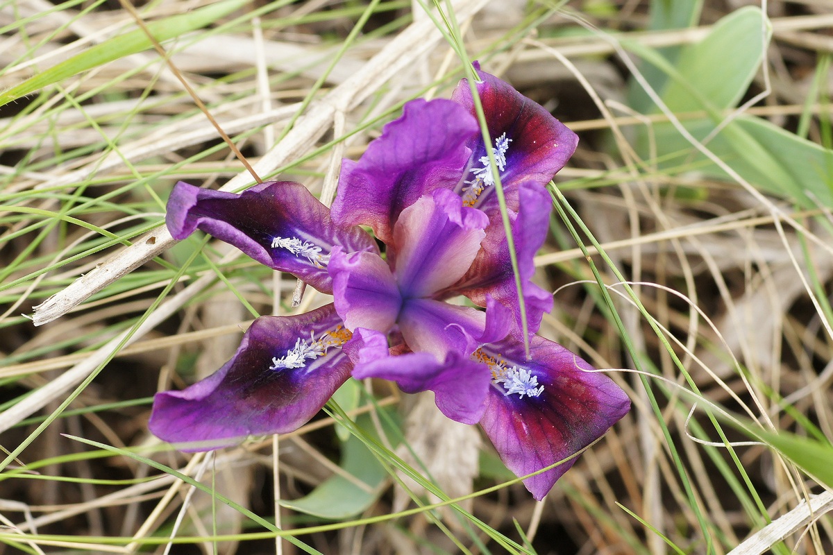 Image of Iris pumila specimen.