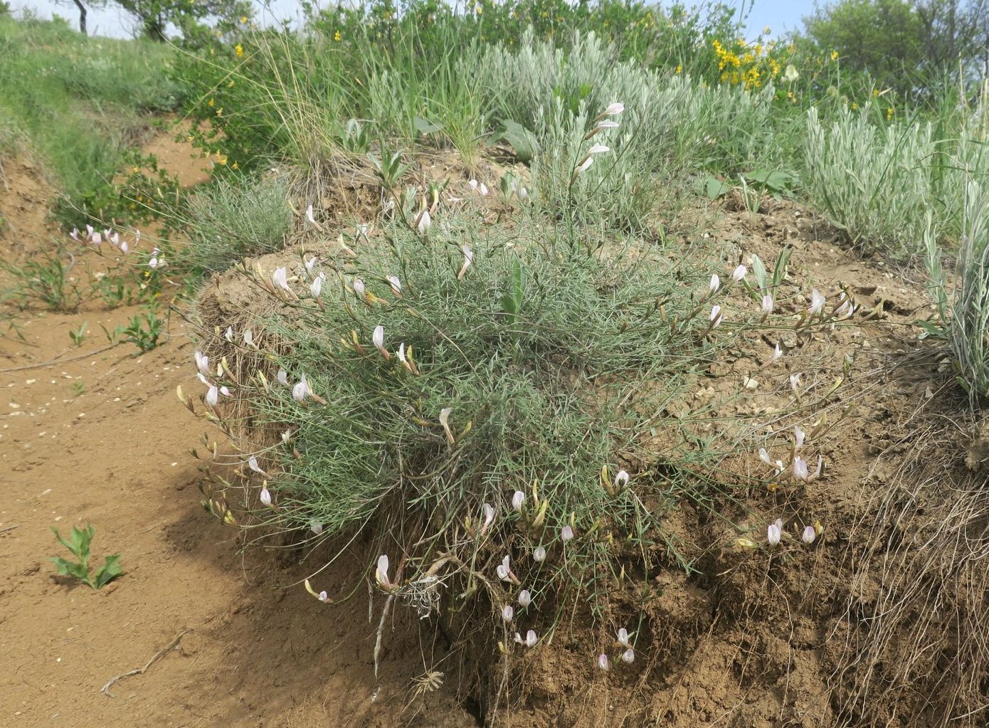 Изображение особи Astragalus ucrainicus.