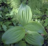 Veratrum lobelianum. Верхушка побега. Пермский край, г. Пермь, Кировский р-н, мкр. Берёзовая Роща, сырой мелколиственный лес. 29.05.2021.