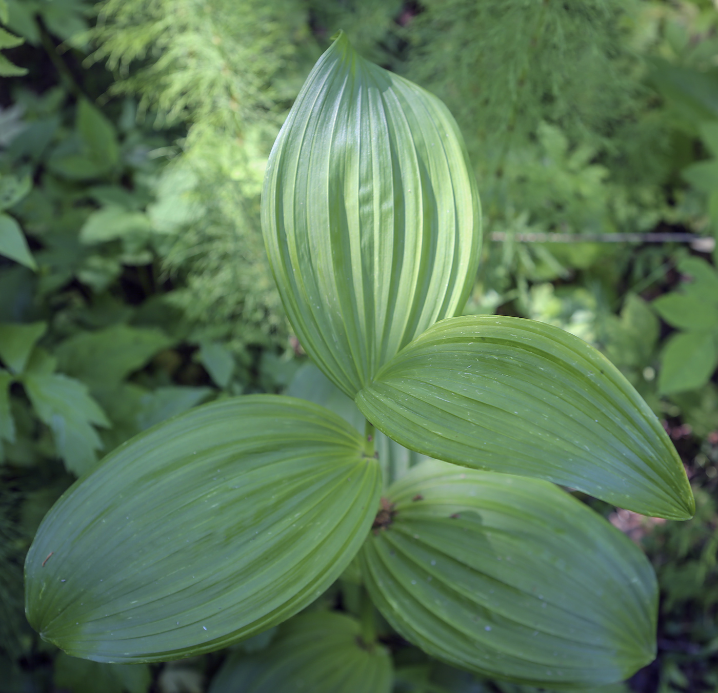 Image of Veratrum lobelianum specimen.