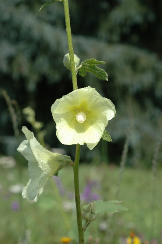 Изображение особи Alcea frolowiana.