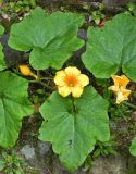 Cucurbita pepo. Часть побега с цветками и завязавшимся плодом. Бельгия, г. Гент, малый бегинаж. Август.