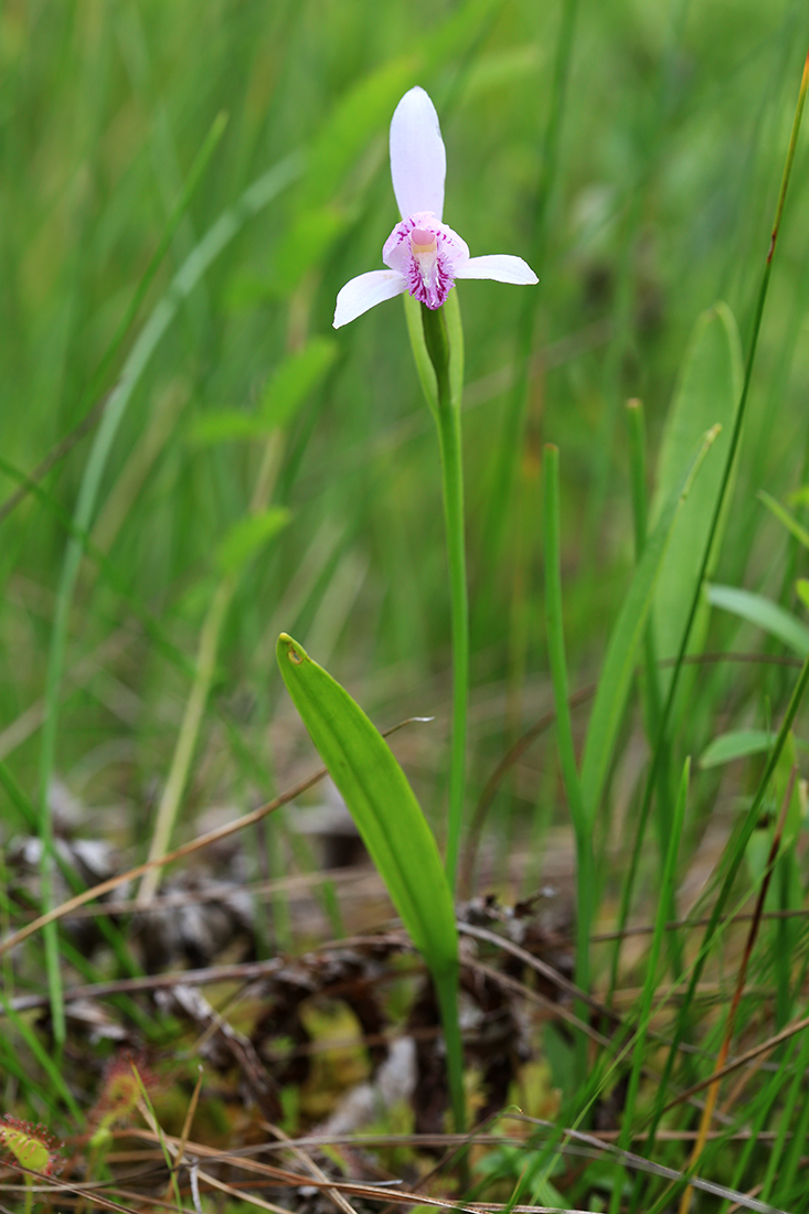 Image of Pogonia japonica specimen.