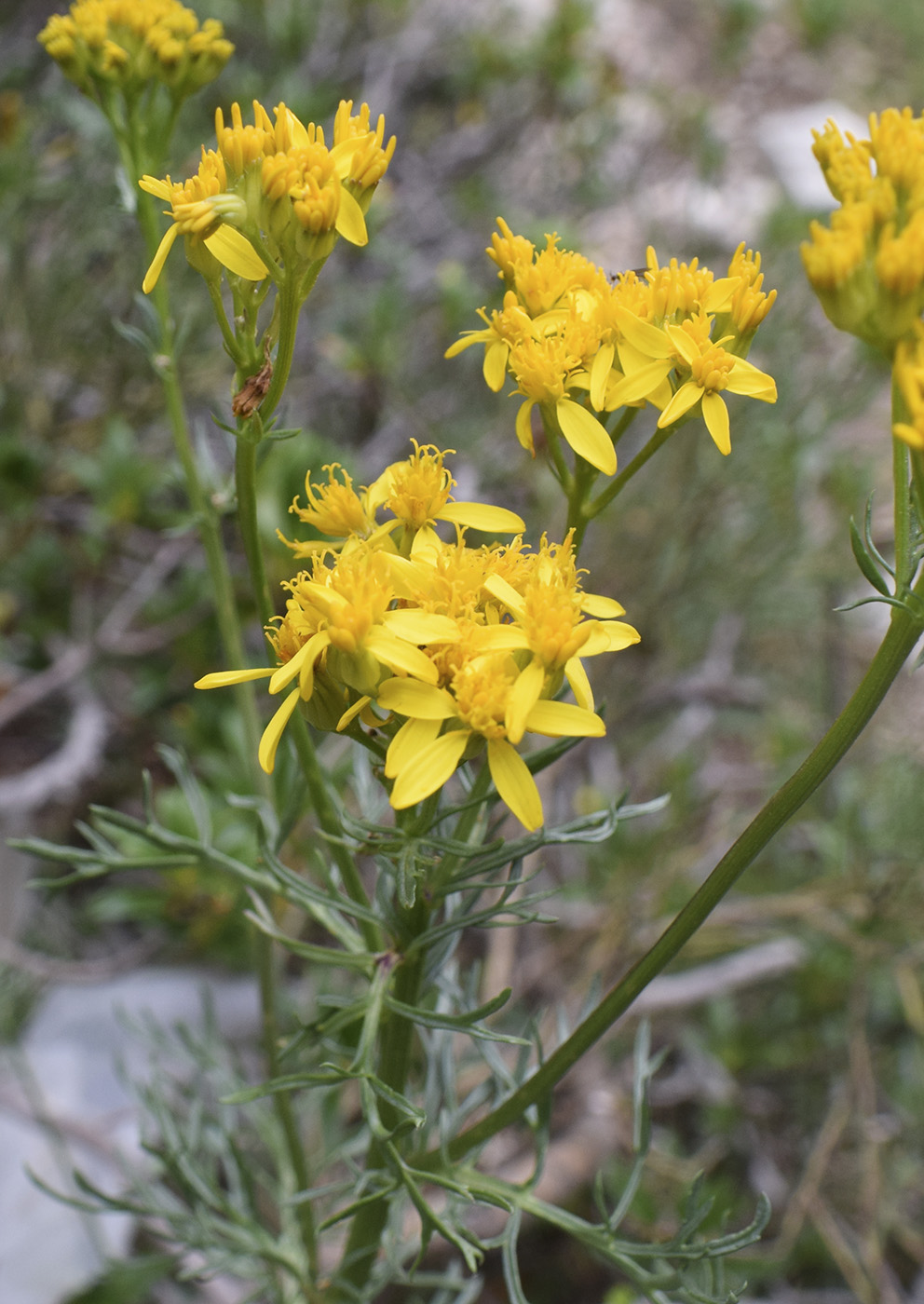 Изображение особи Senecio adonidifolius.