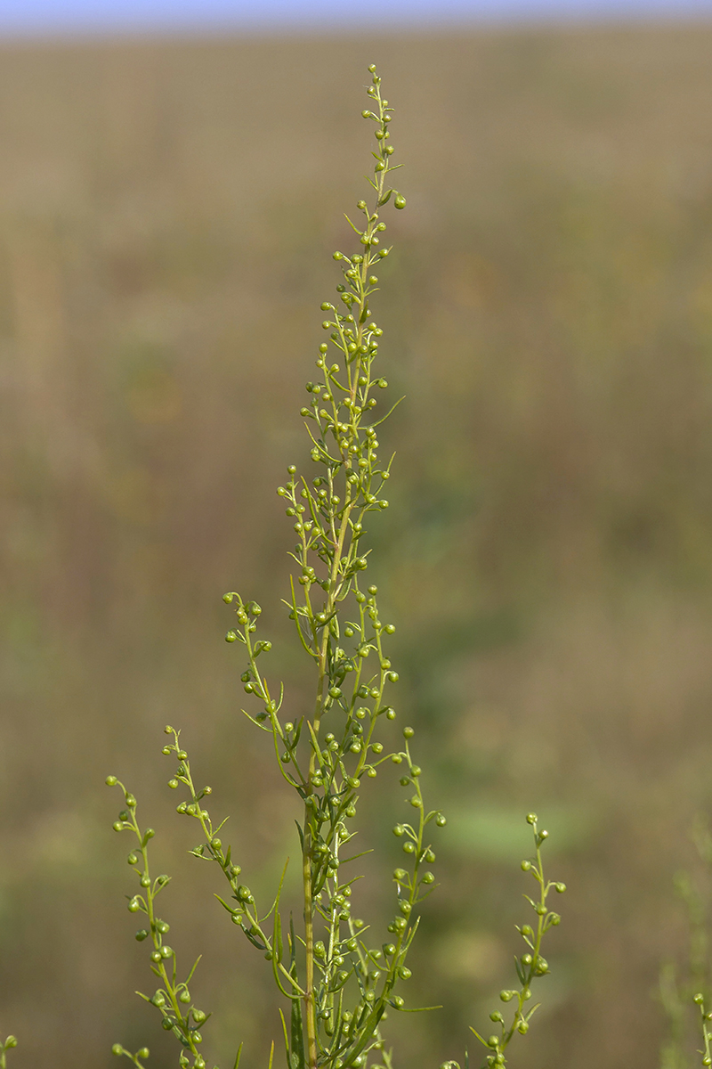 Изображение особи Artemisia dracunculus.