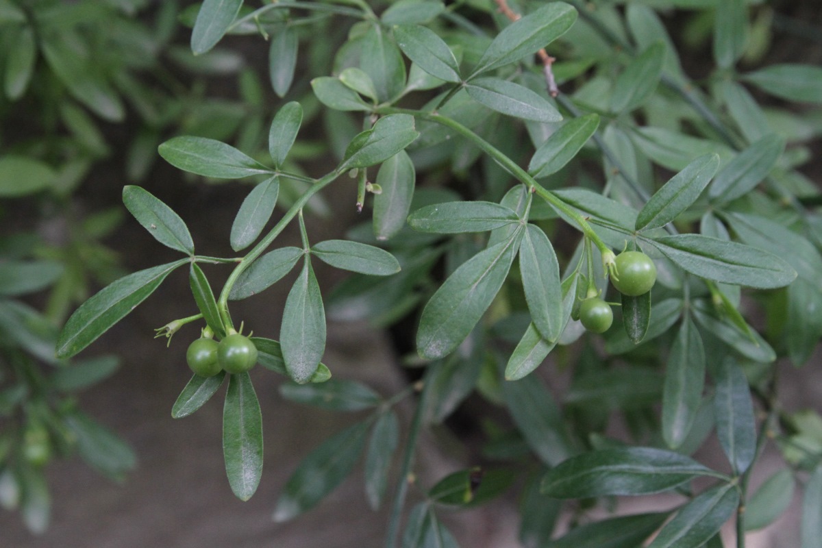 Image of Jasminum fruticans specimen.