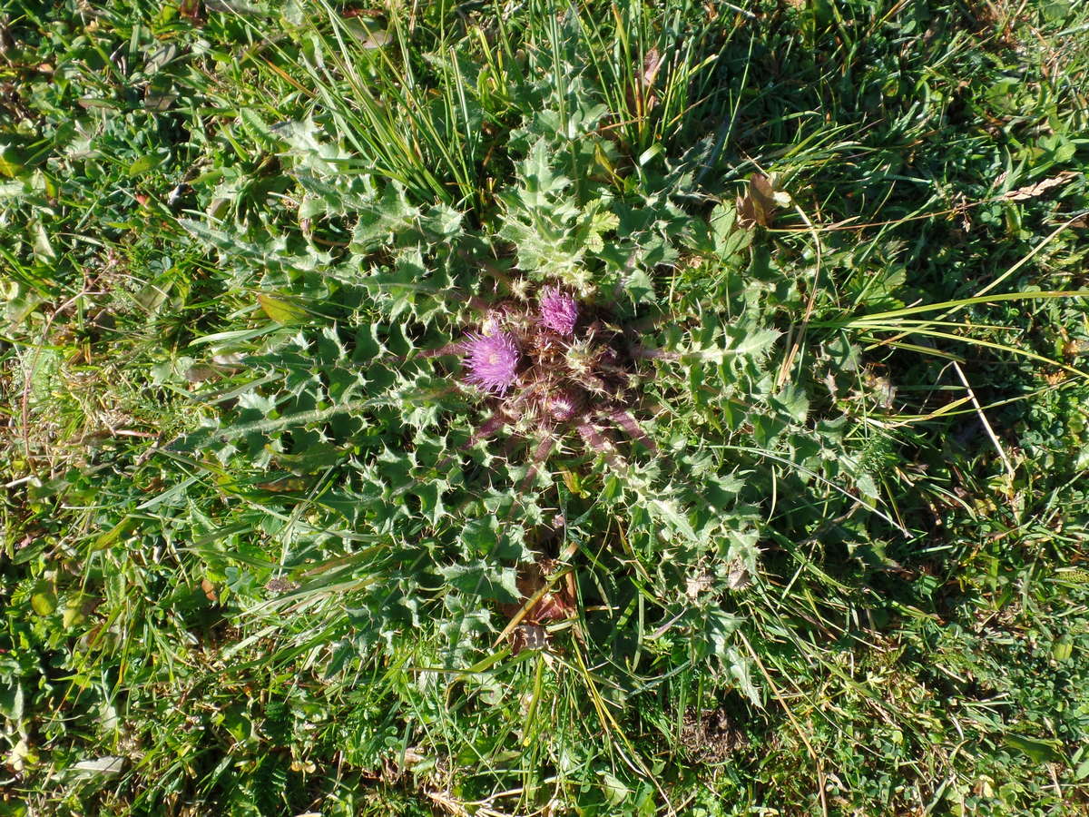 Изображение особи Cirsium esculentum.