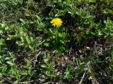 Taraxacum acricorne