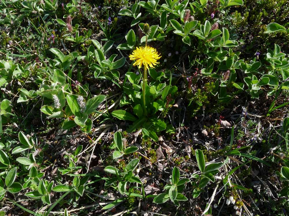 Image of Taraxacum acricorne specimen.