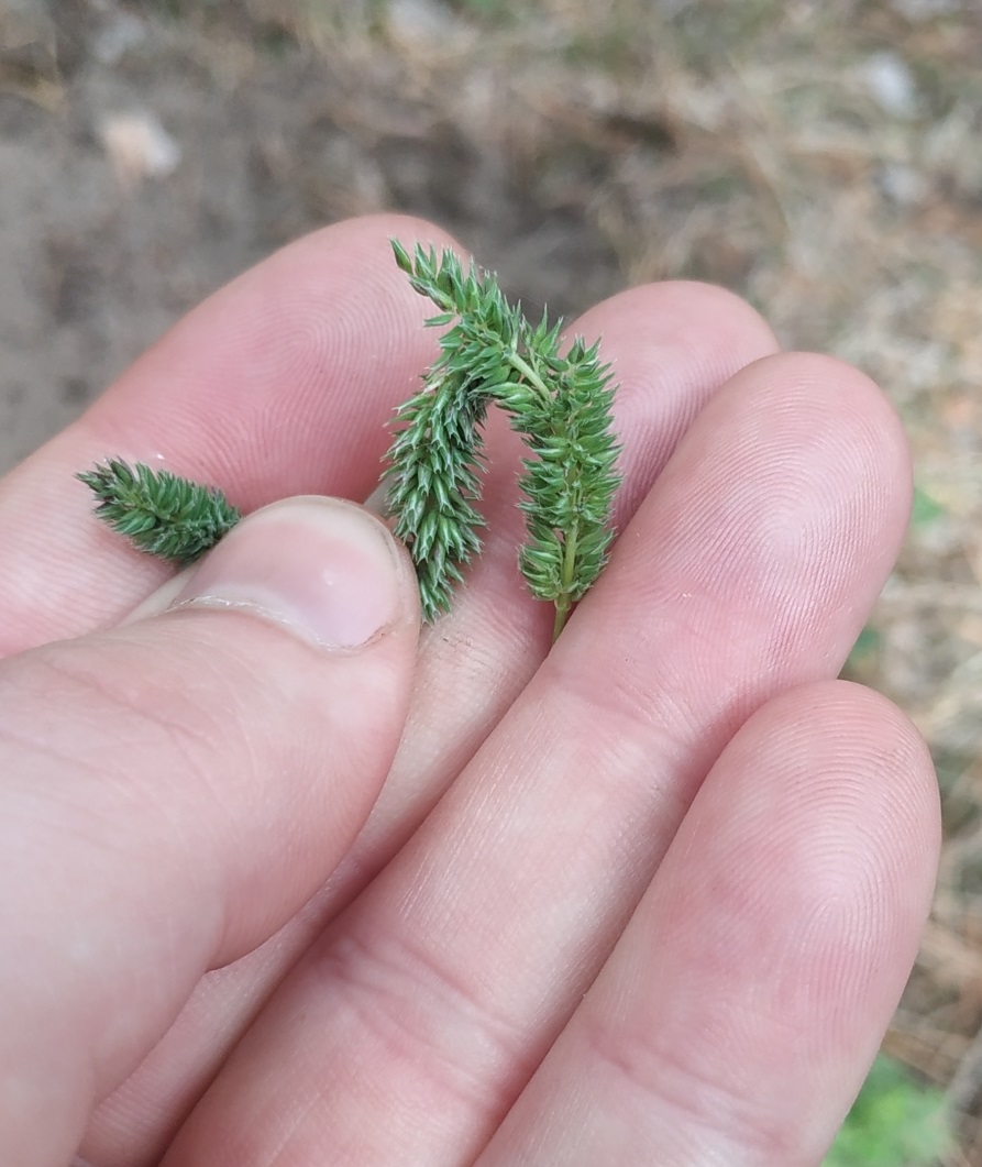 Image of Phleum phleoides specimen.