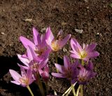 Colchicum speciosum