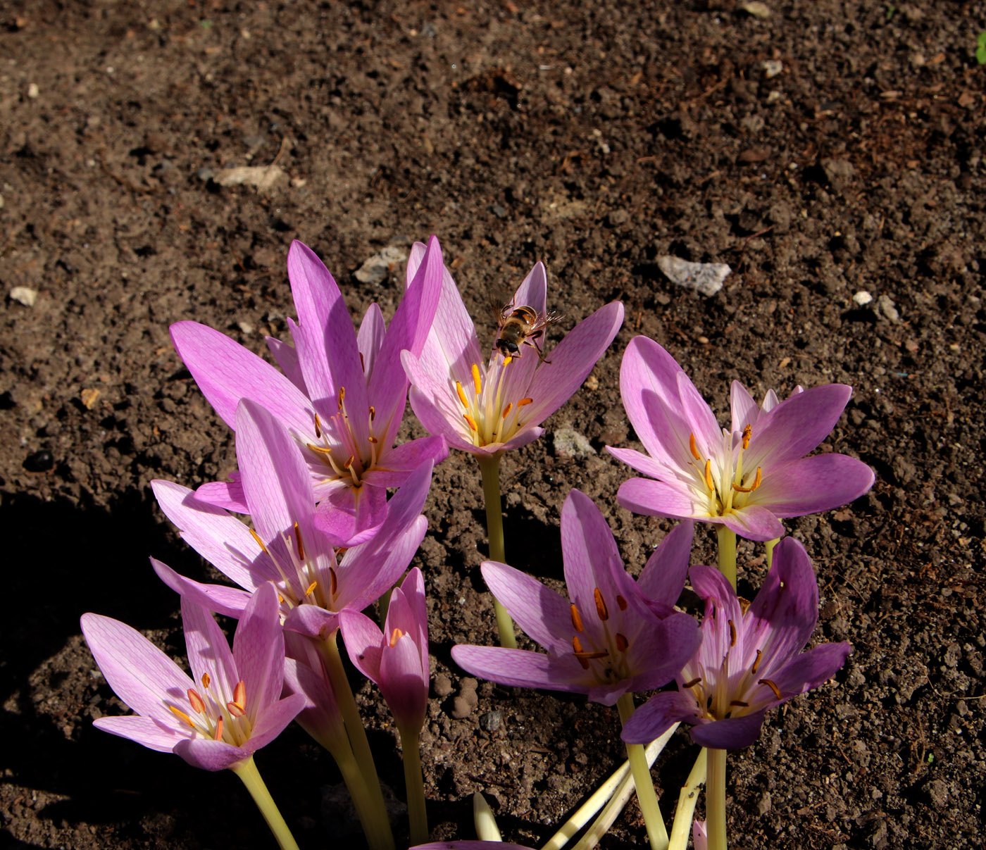 Изображение особи Colchicum speciosum.