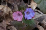 Pulmonaria obscura