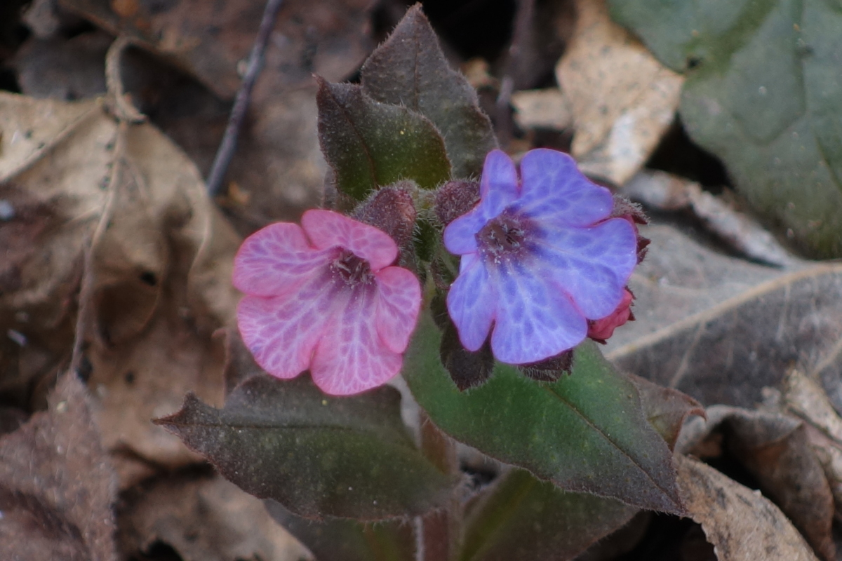 Изображение особи Pulmonaria obscura.